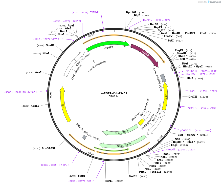29673-plasmid-map-sequence-id-13783