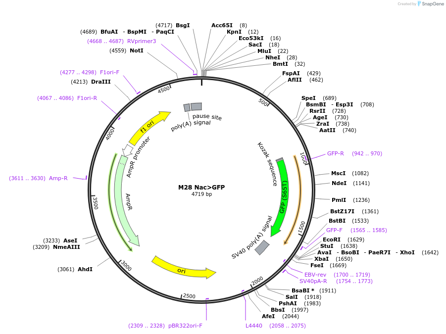 17178-plasmid-map-sequence-id-137870