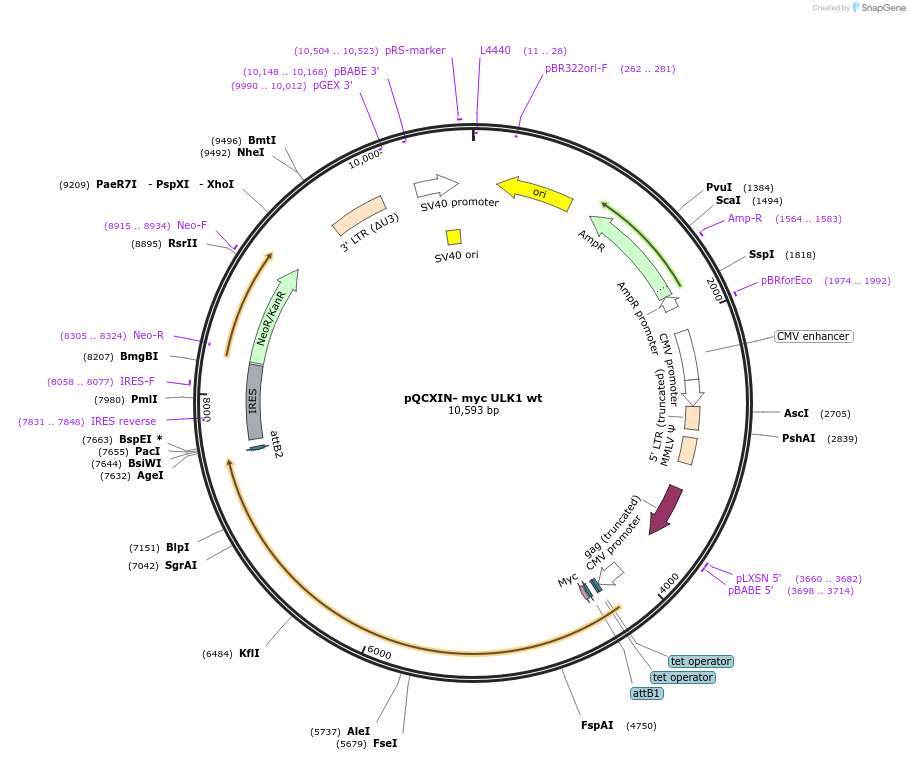 27626-plasmid-map-sequence-id-137994