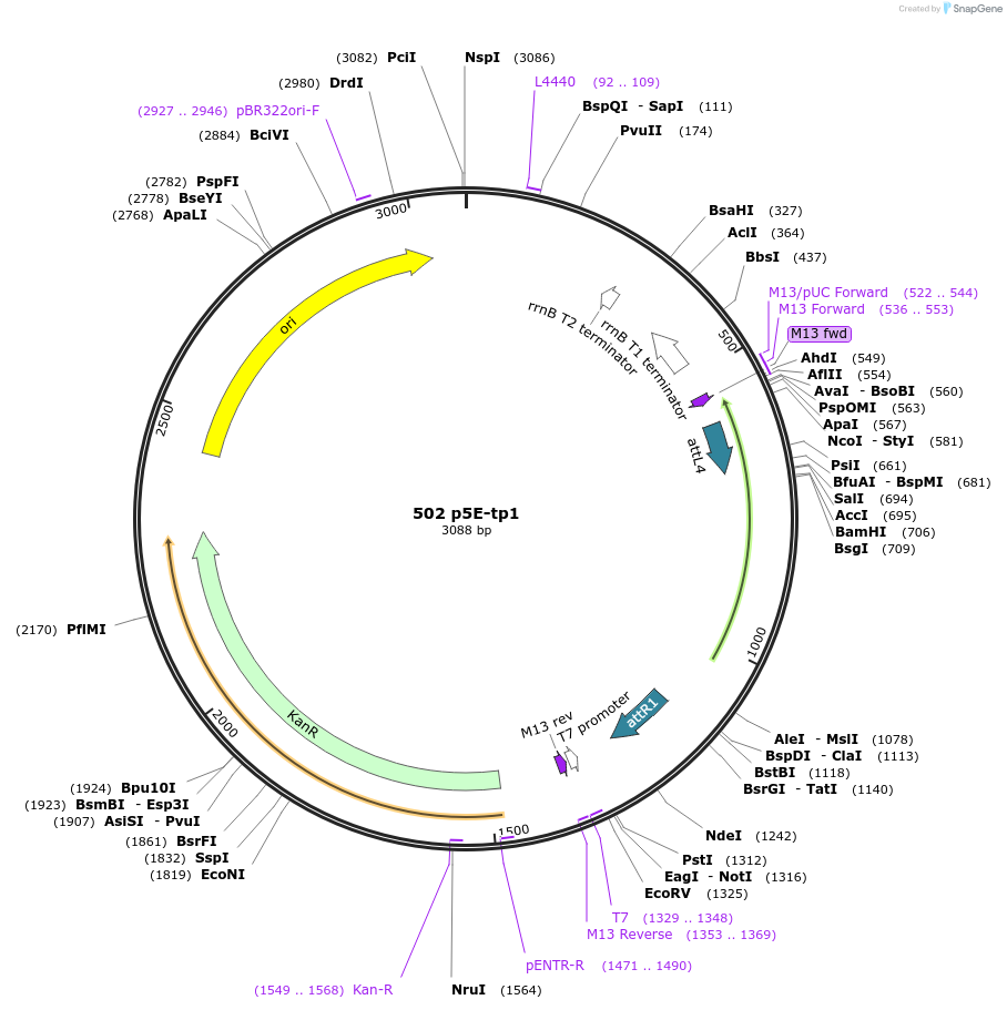 73585-plasmid-map-sequence-id-138024