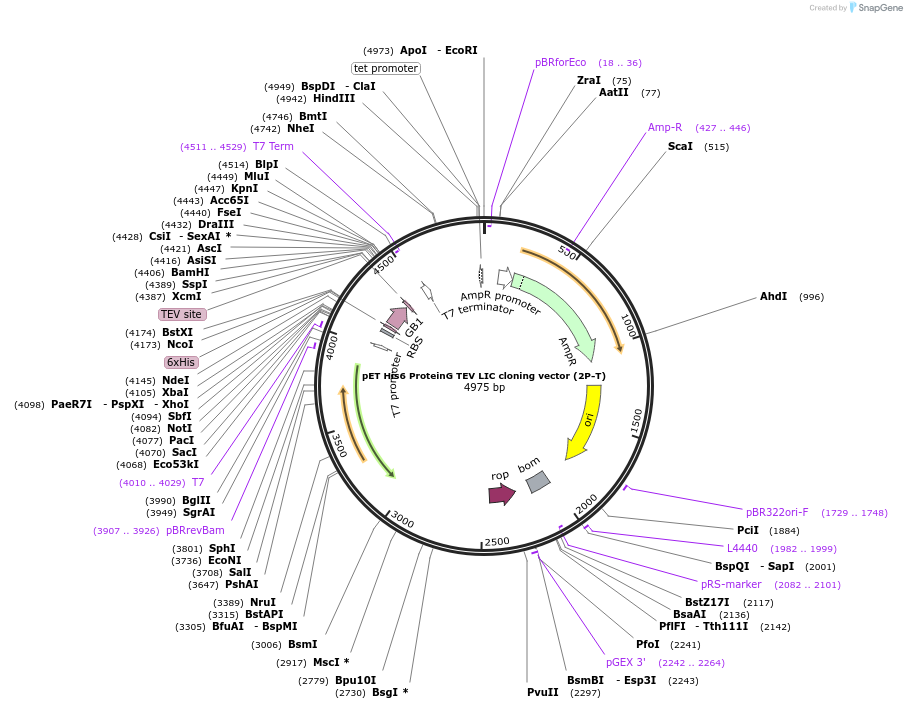 29713-plasmid-map-sequence-id-13803