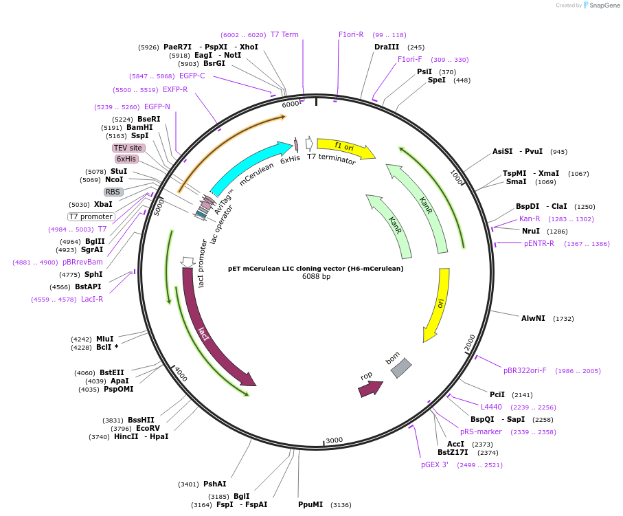 29726-plasmid-map-sequence-id-13816