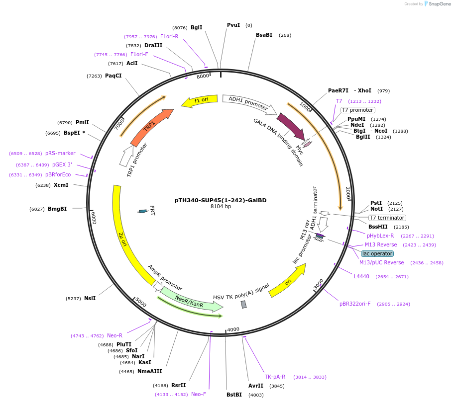 29740-plasmid-map-sequence-id-13824