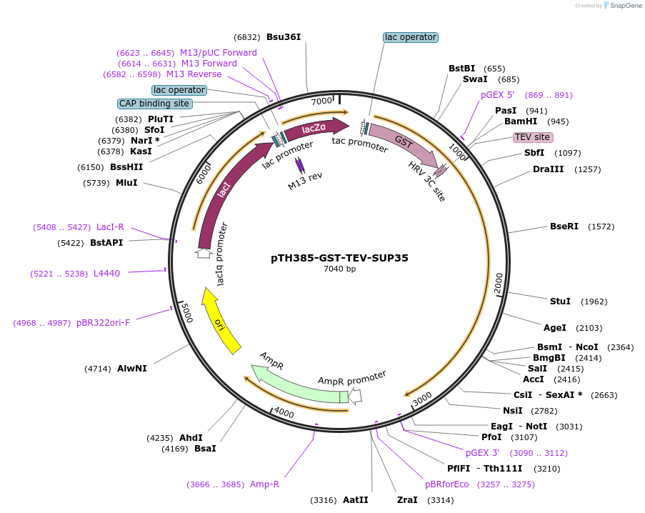 29744-plasmid-map-sequence-id-13828