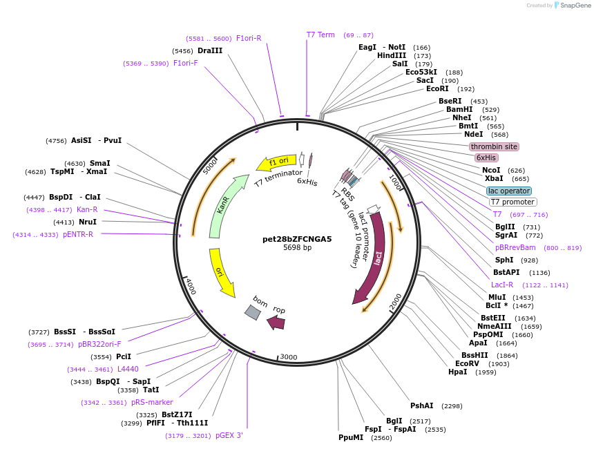 69858-plasmid-map-sequence-id-138293