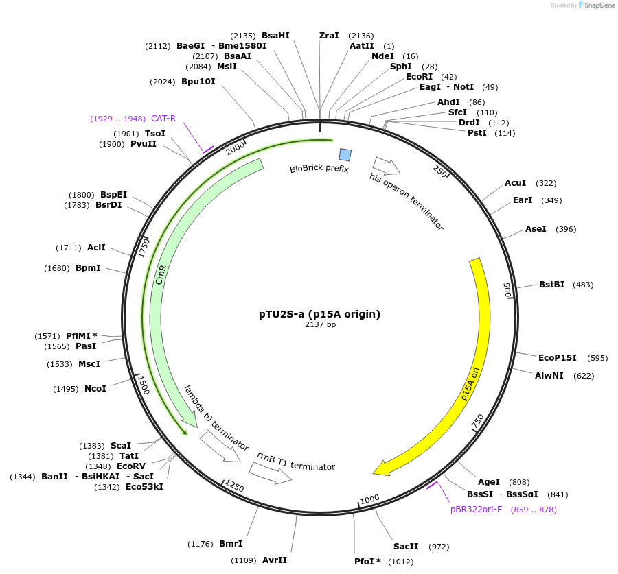 74088-plasmid-map-sequence-id-138296