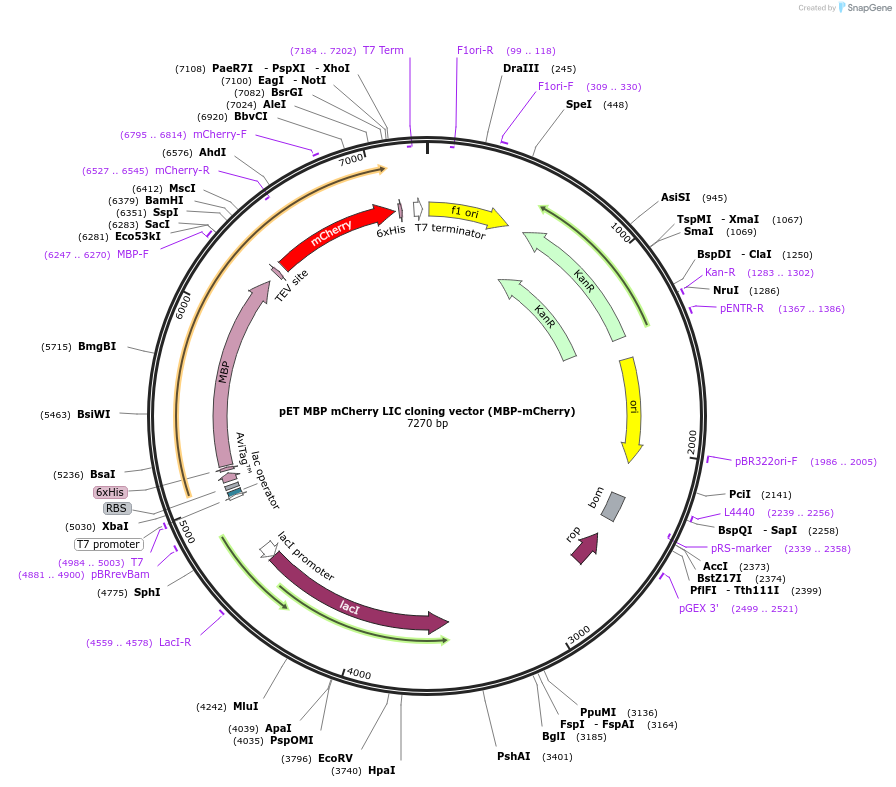 29747-plasmid-map-sequence-id-13831