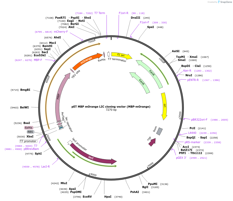 29748-plasmid-map-sequence-id-13832