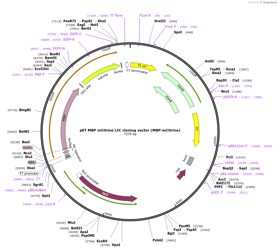 29749-plasmid-map-sequence-id-13833