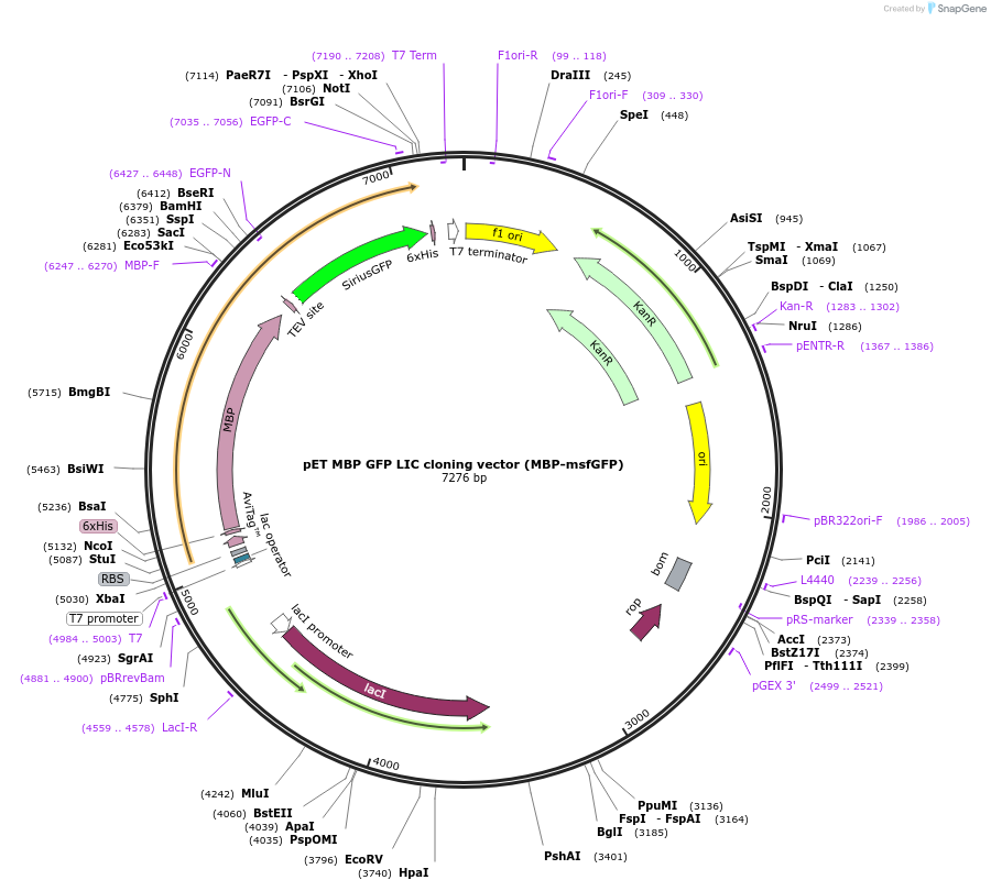29750-plasmid-map-sequence-id-13834