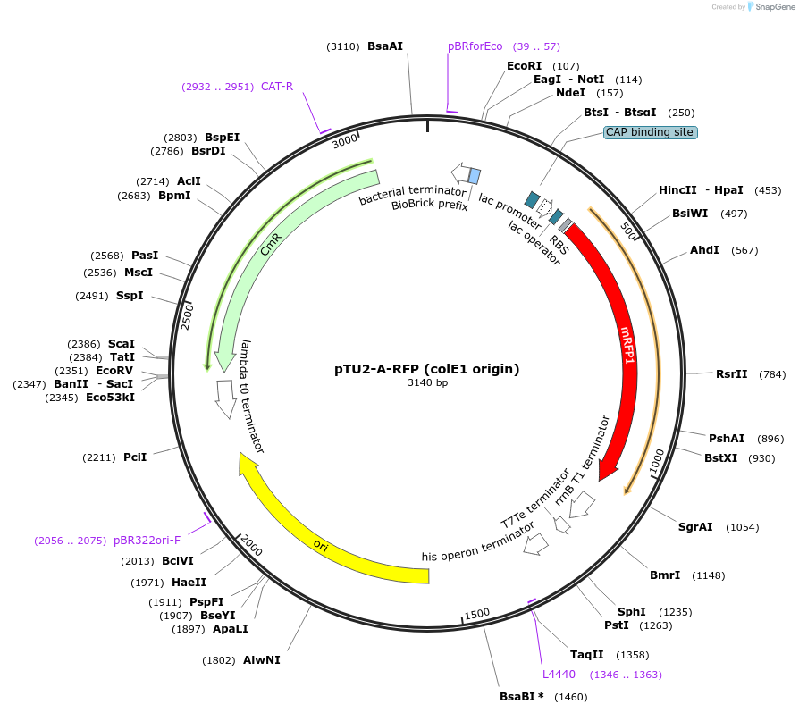 74093-plasmid-map-sequence-id-138340