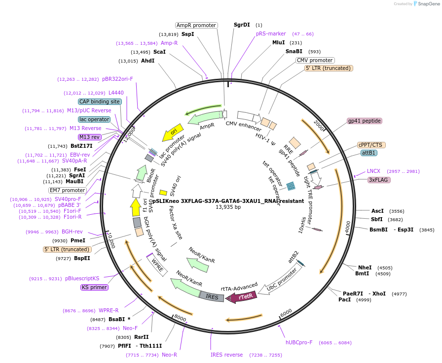 72617-plasmid-map-sequence-id-138346