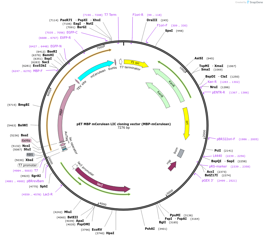 29751-plasmid-map-sequence-id-13835