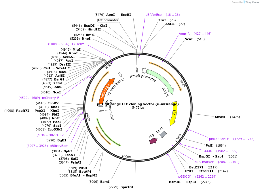 29770-plasmid-map-sequence-id-13839