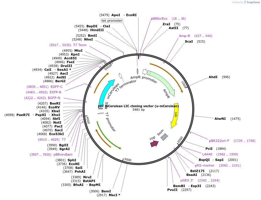29773-plasmid-map-sequence-id-13842