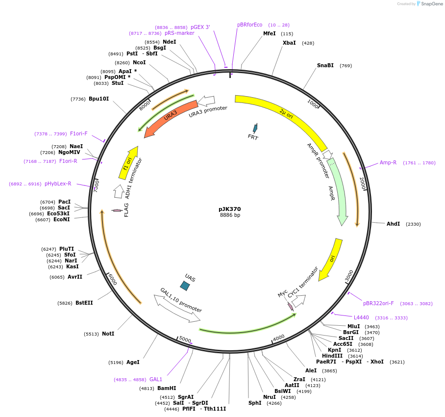 73595-plasmid-map-sequence-id-138462