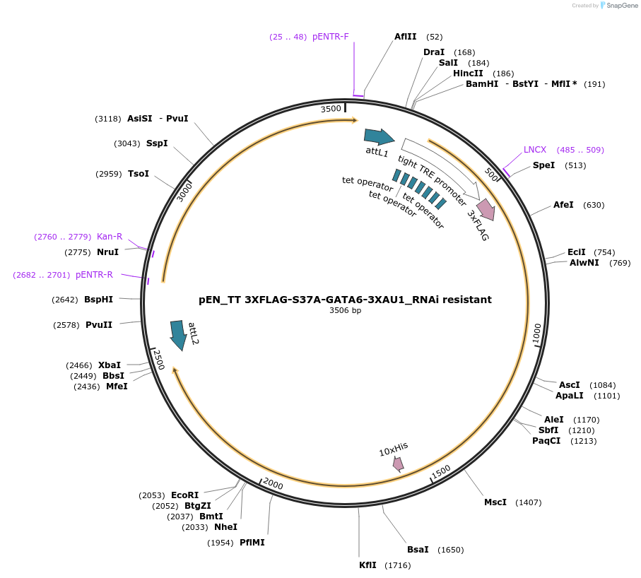 72924-plasmid-map-sequence-id-138470