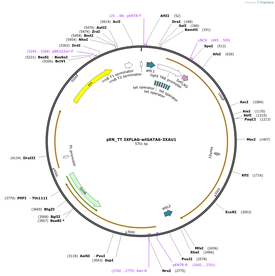 72612-plasmid-map-sequence-id-138471