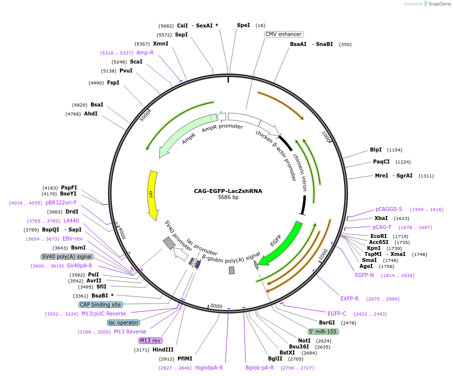 73977-plasmid-map-sequence-id-138475