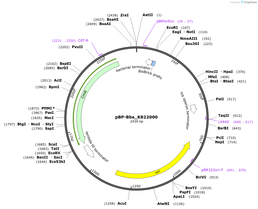 74094-plasmid-map-sequence-id-138476