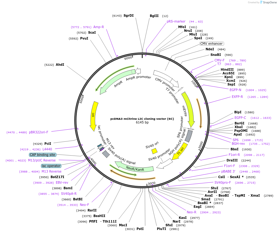 30126-plasmid-map-sequence-id-13849