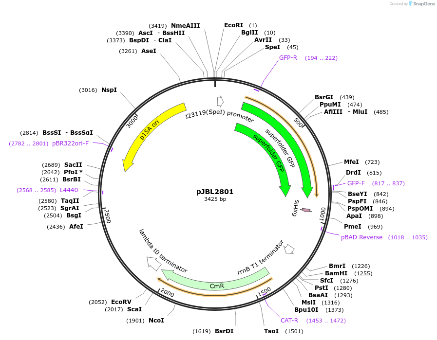 71207-plasmid-map-sequence-id-138508