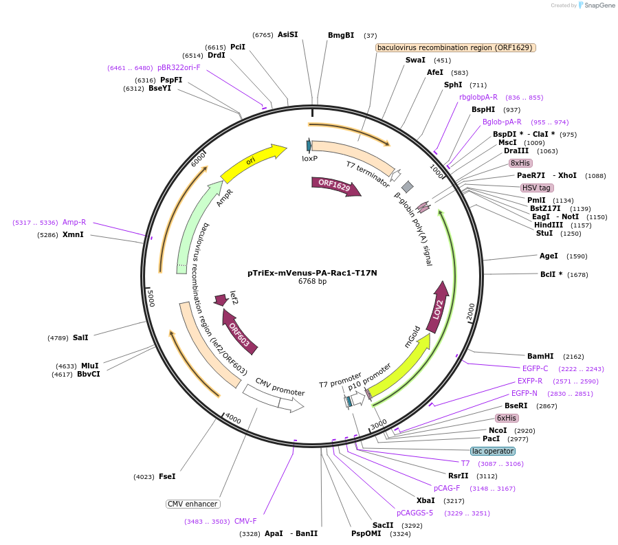 22017-plasmid-map-sequence-id-138512