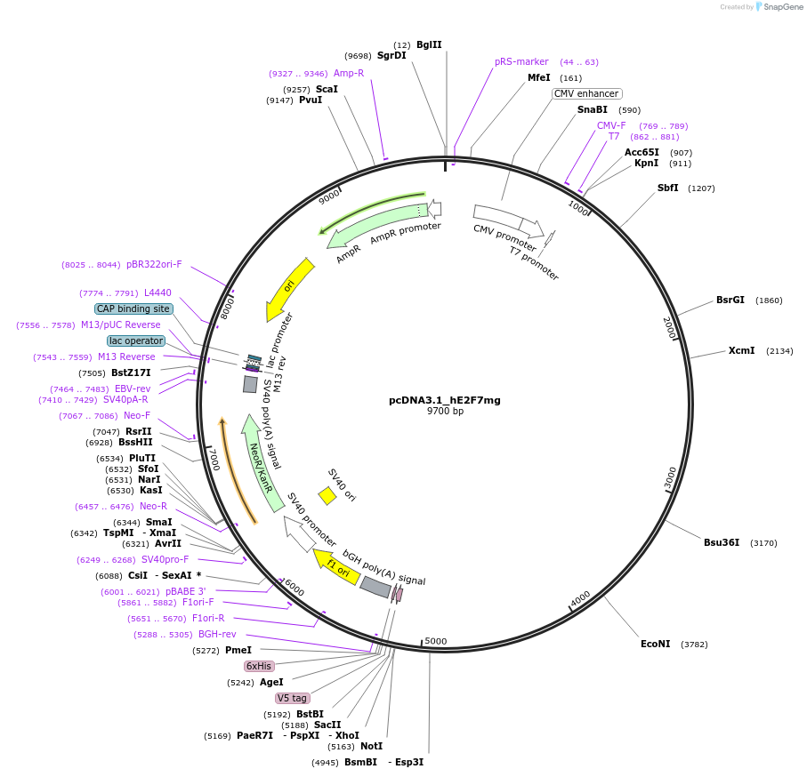 73073-plasmid-map-sequence-id-138519