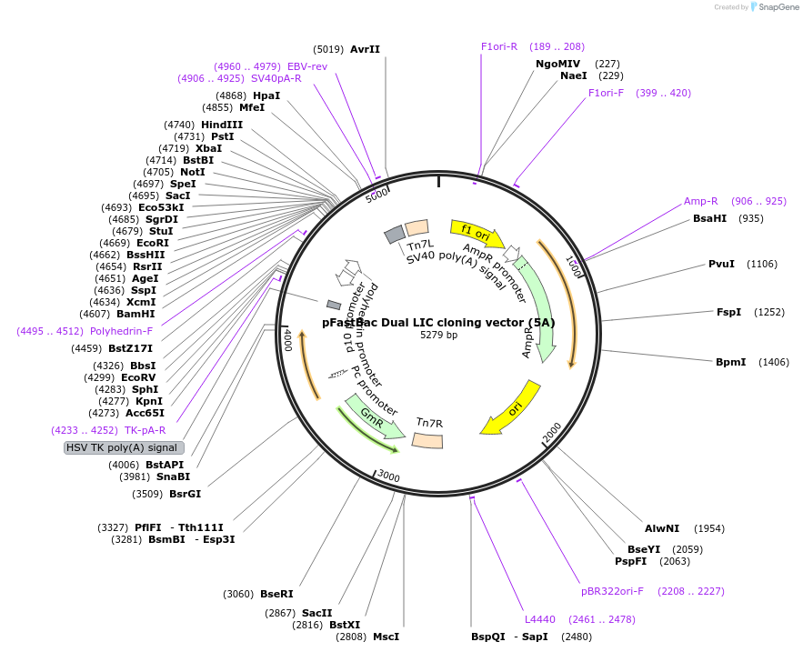 30121-plasmid-map-sequence-id-13852