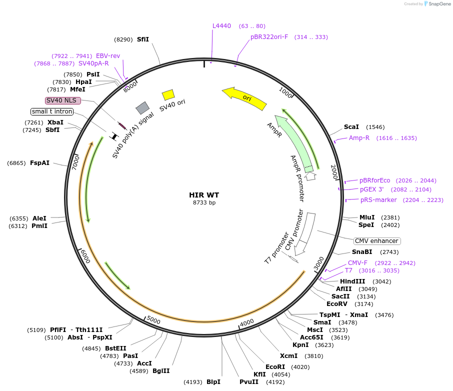 24049-plasmid-map-sequence-id-138522