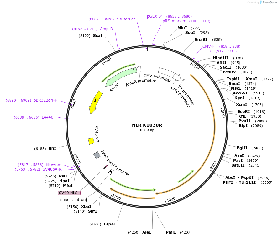 24050-plasmid-map-sequence-id-138523