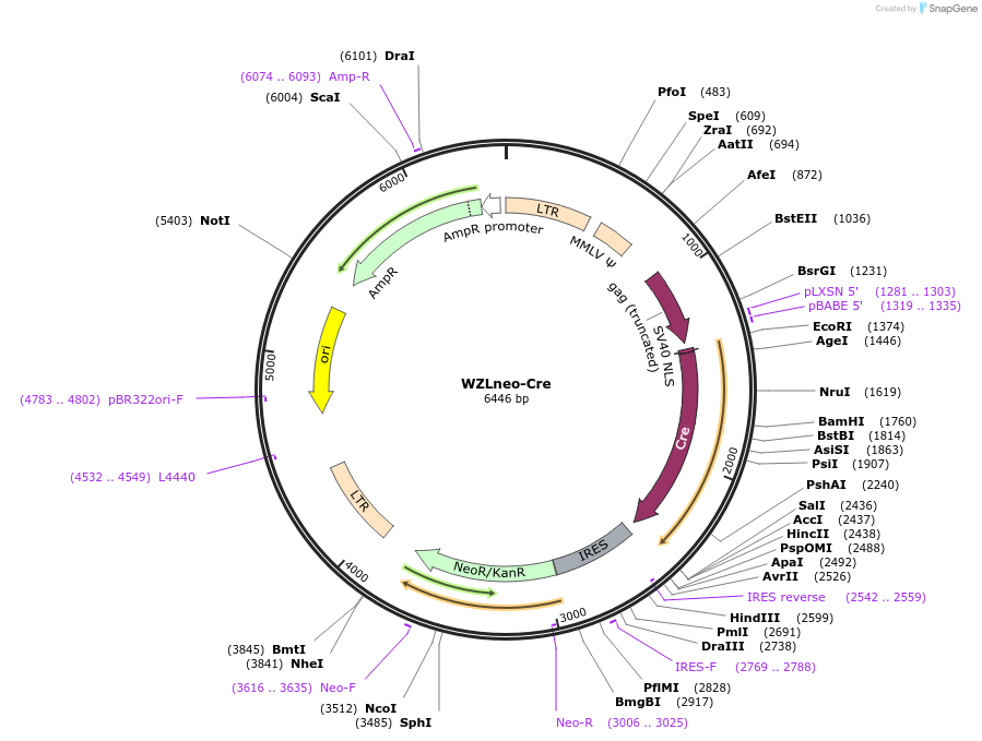 34568-plasmid-map-sequence-id-138558
