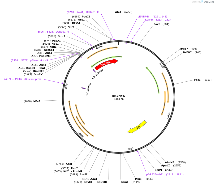 30170-plasmid-map-sequence-id-13860