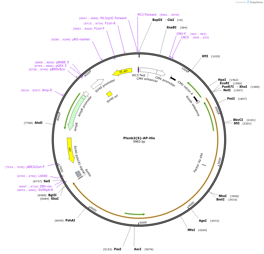 72003-plasmid-map-sequence-id-138603