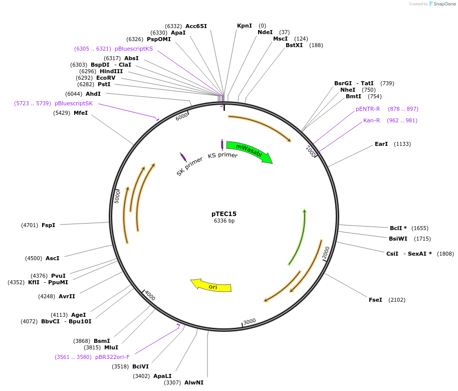 30174-plasmid-map-sequence-id-13862