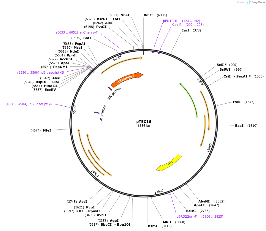 30175-plasmid-map-sequence-id-13863