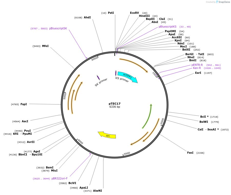 30176-plasmid-map-sequence-id-13864