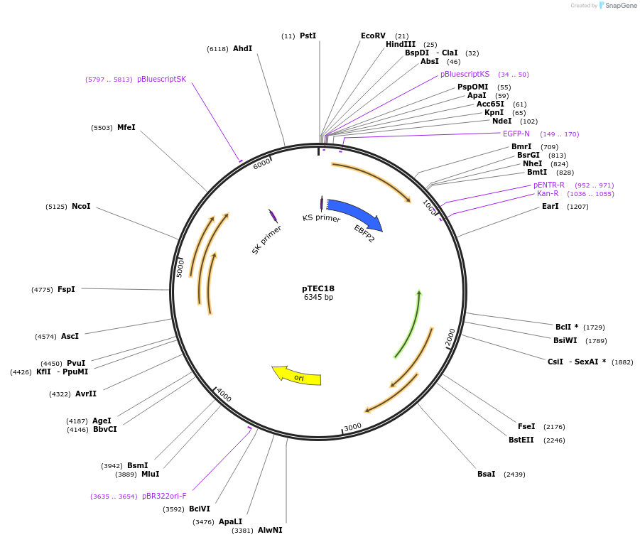30177-plasmid-map-sequence-id-13865