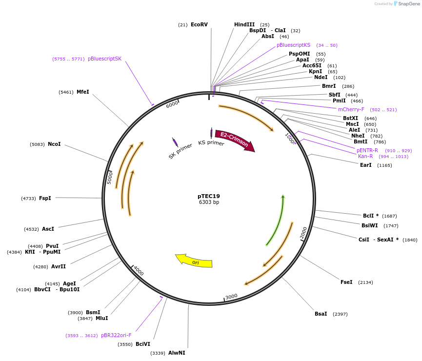 30178-plasmid-map-sequence-id-13866