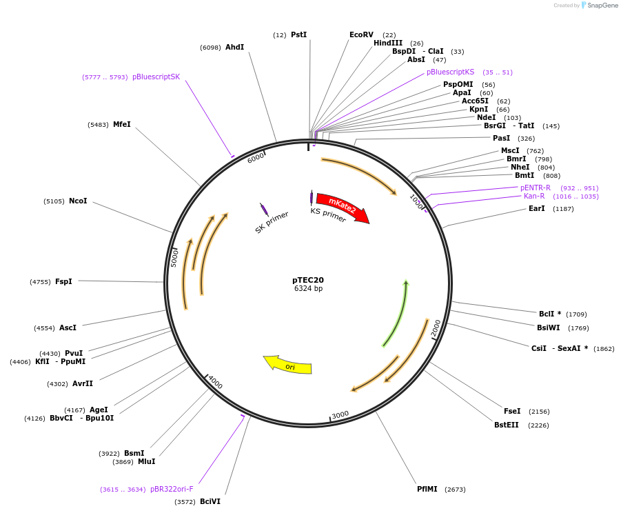 30179-plasmid-map-sequence-id-13867