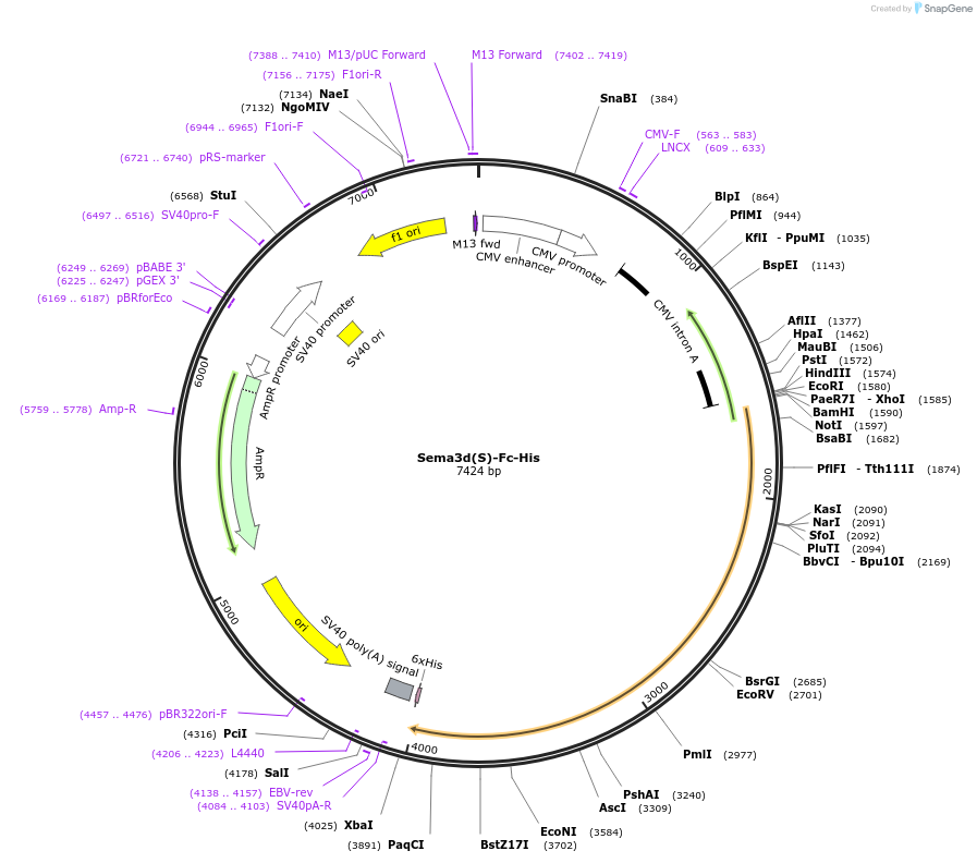 72144-plasmid-map-sequence-id-138674