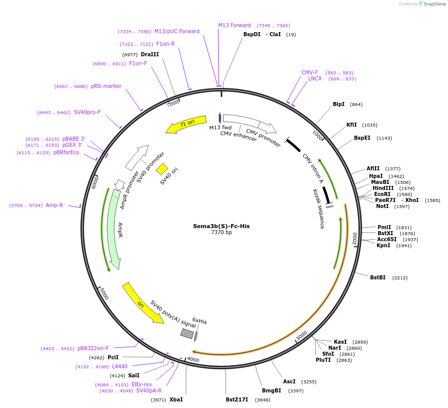 72140-plasmid-map-sequence-id-138683