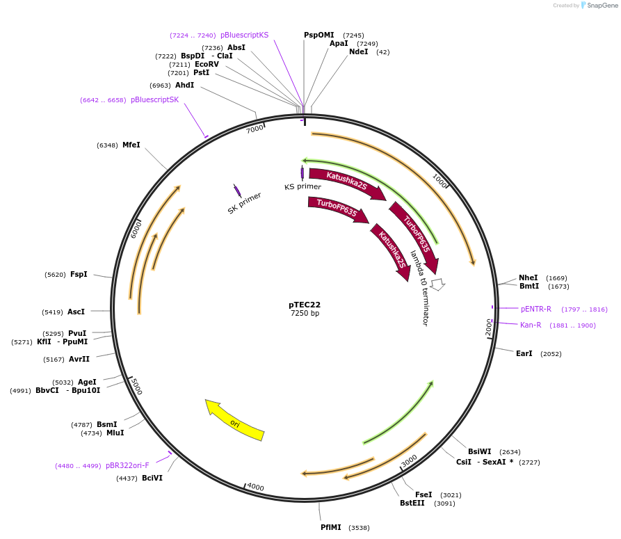 30181-plasmid-map-sequence-id-13869