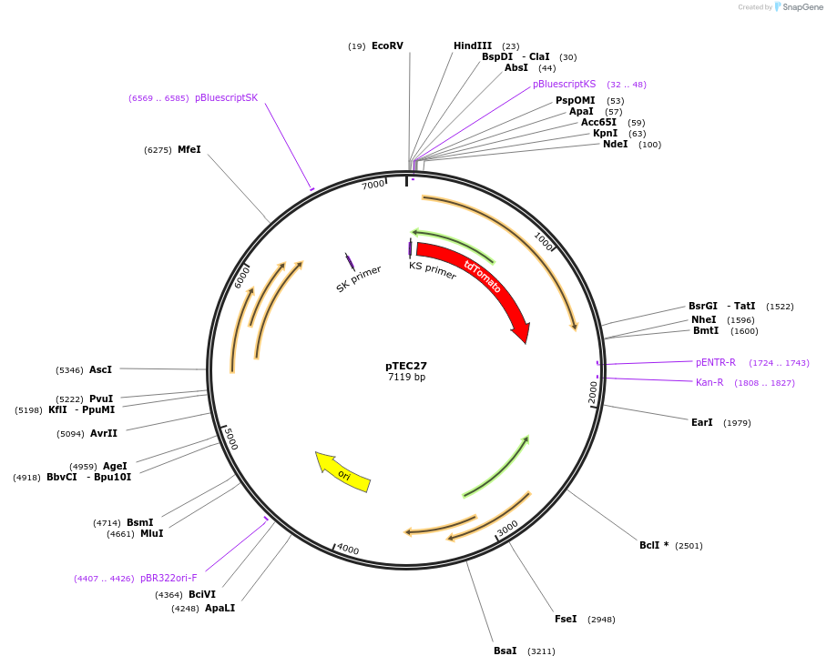 30182-plasmid-map-sequence-id-13870