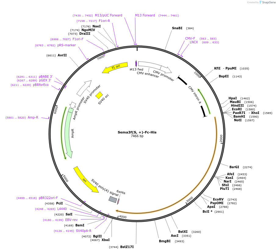 72149-plasmid-map-sequence-id-138708
