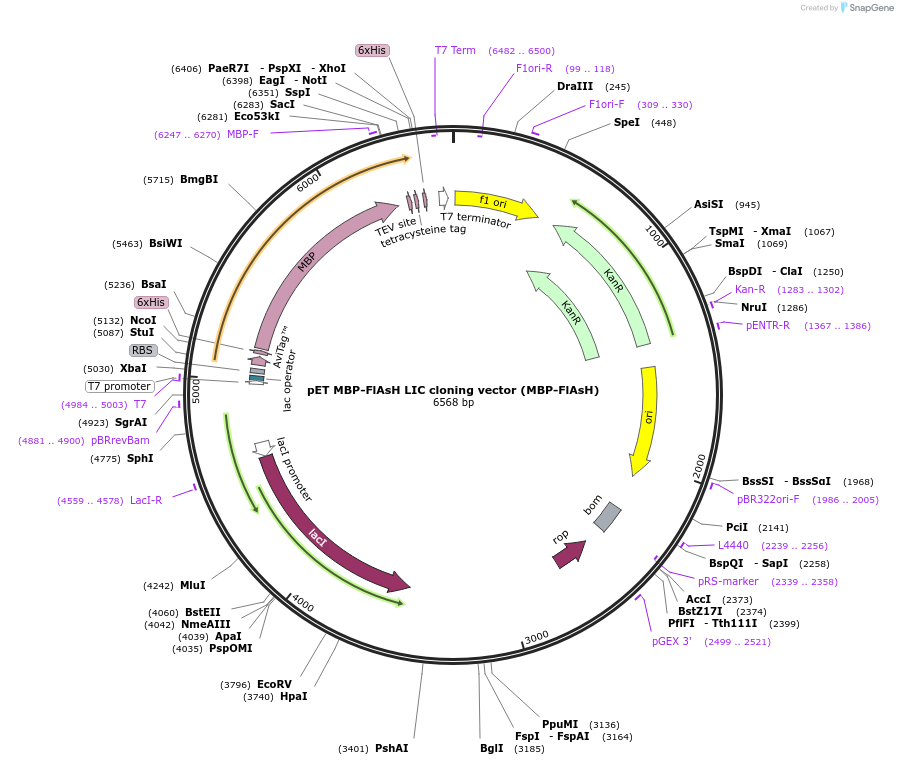 30185-plasmid-map-sequence-id-13873