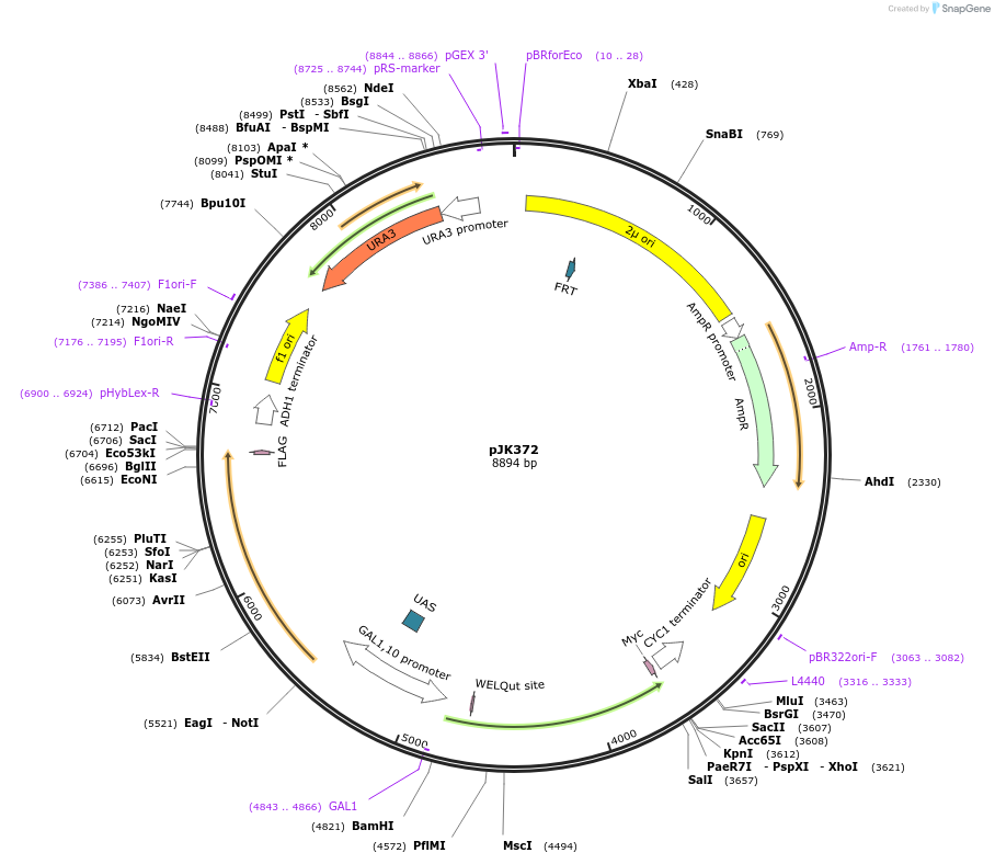 73597-plasmid-map-sequence-id-138754