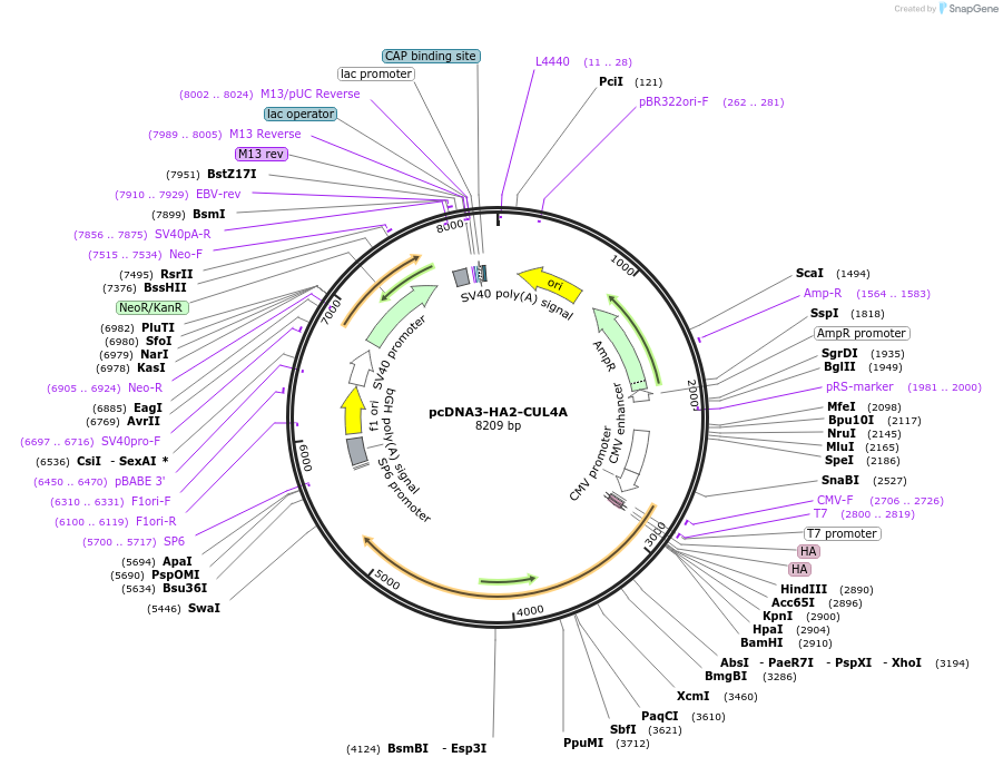 19907-plasmid-map-sequence-id-138779