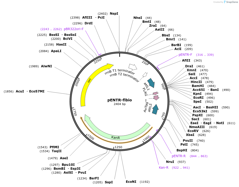 30216-plasmid-map-sequence-id-13880