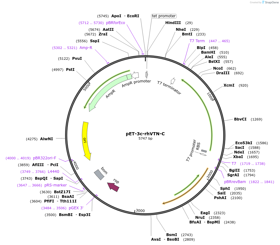 30224-plasmid-map-sequence-id-13882